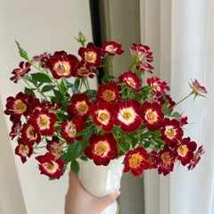 Little Artist Rose Plant|小画家 image 1