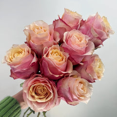 Gran Donna Rose Plant|格兰夫人 image 2