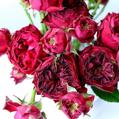 Frozen Summerhouse Rose Plant|冰雪山庄 image 3