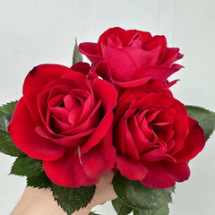 Summer Sangria Rose Plant|魔法红鞋 image 0
