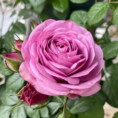 Cool Water Rose Plant|冷美人 image 3