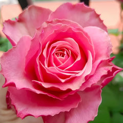 Belize Rose Plant|伯利兹 image 2