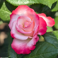 Nostalgie Rose Plant|乡愁 image 1