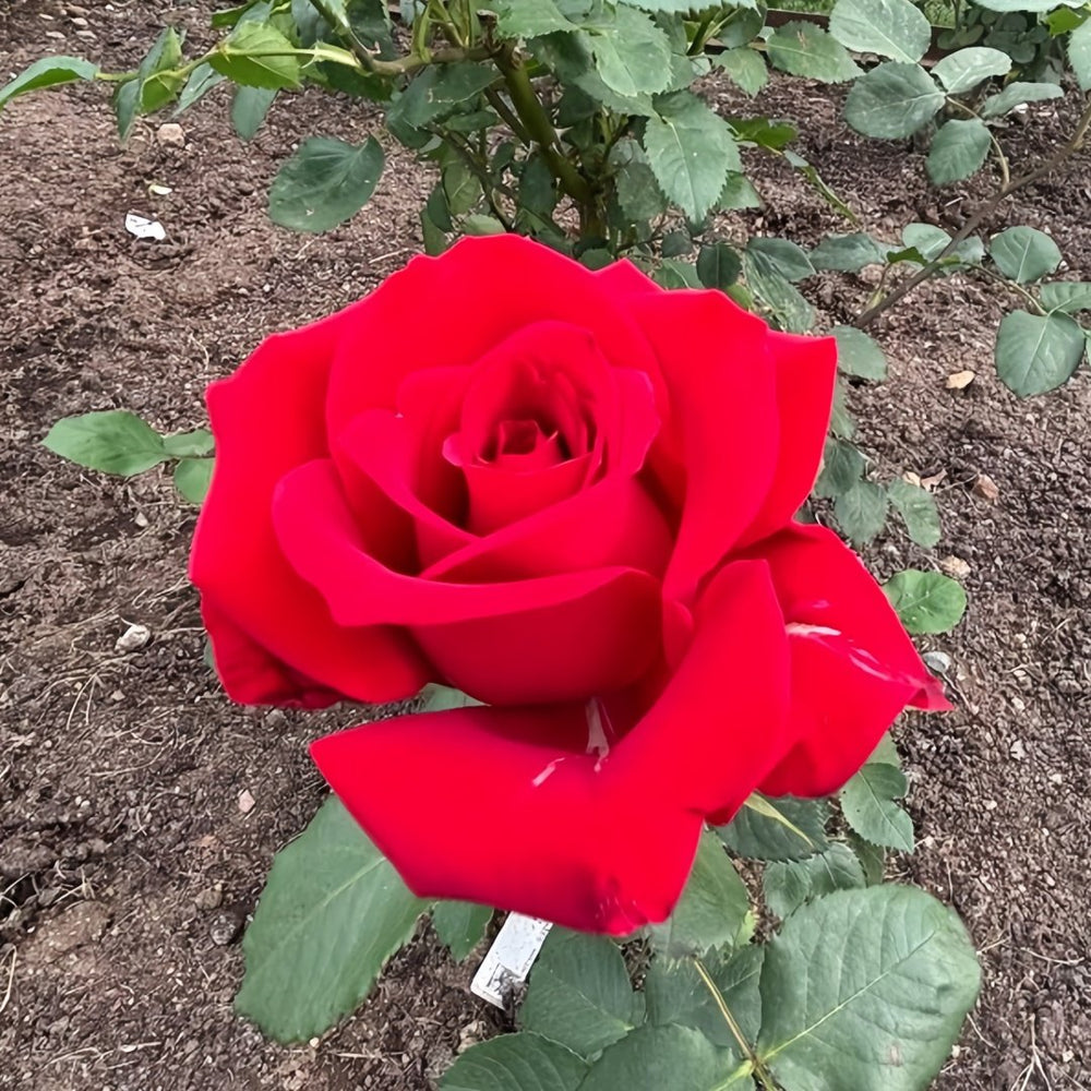 Rouge Pivoine Rose Plant|红牡丹 image 0