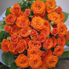 Orange Jewel Rose Plant |橙色芭比 image 0