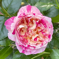 Edouard Manet Rose Plant|马奈 image 1