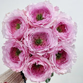 Serendipity Rose Plant | 机缘巧合 image 0