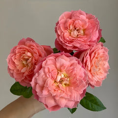 Queen of Hearts Rose Plant|红桃女王 image 3