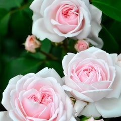 Cinderella Rose Plant|灰姑娘 image 3