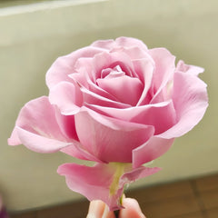 Amethyst Rose Plant|紫龙晶 image 2