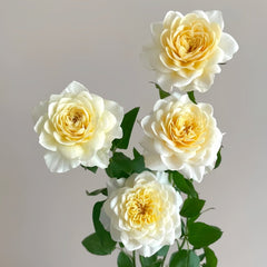 Yellow Mikoto Rose Plant|黄美琴 image 3