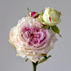 Dolce Summerhouse Rose Plant|道斯山庄/恋恋琴声 image 1