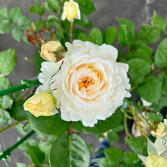 Cream Yves Piaget Rose Plant | 奶油伊芙伯爵 image 3