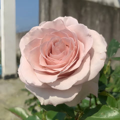 Cosset Rose Plant|柯赛特 image 2