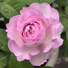Xingyuan Xueqing Rose Plant | 杏苑雪晴 image 1