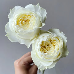Coldplay Rose Plant|酷玩 image 1