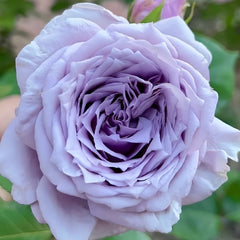 Colin Craven Rose Plant|柯林克莱文 image 2