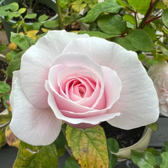 Princess Hoshiko Rose Plant|星子公主 image 2