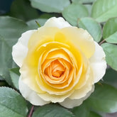Avocado Rose Plant|牛油果 image 0