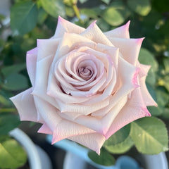 Menta Rose Plant | 曼塔 image 0