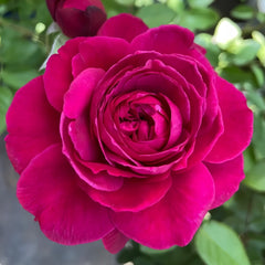 Capability Rose Plant | 才能 image 3