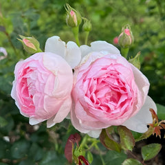 Scepter’d Isle Rose Plant|权杖岛玫瑰 image 2