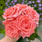 Movie Star Rose Plant |影星 image 0