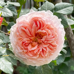Abraham Darby Rose Plant | 亚伯拉罕·达比 image 0