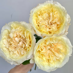 Souffle Rose Plant|舒芙蕾 image 2