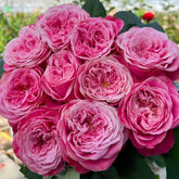 Villa Muze Rose Plant|穆兹别墅 image 0