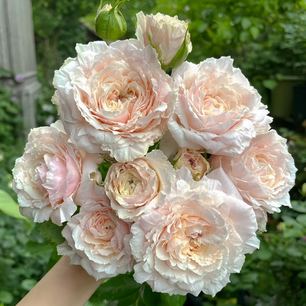 Tsumugi Rose Plant|紬-轻柔 image 0