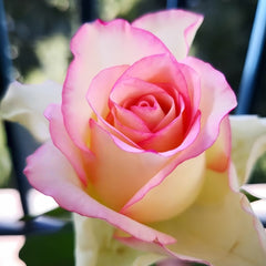 Red Sleeve Rose Plant|红袖 image 2