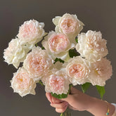 The Scientist Rose Plant|科学家 image 0