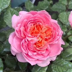Taoran Rose Plant|桃染 image 2