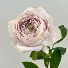 Shelvers Rose Plant | 贝壳花瓶 image 1
