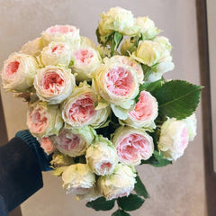Pompom Verand Rose Plant|门廊绒球 image 3