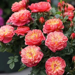 Cache Cache Rose Plant|躲躲藏藏 image 1