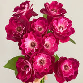 Burgundy lceberg Rose Plant|葡萄冰山 image 0