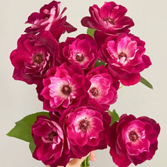 Burgundy lceberg Rose Plant|葡萄冰山 image 0