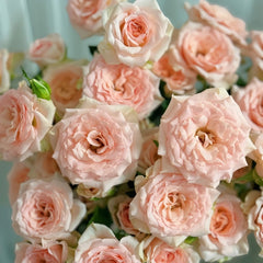 Sweet Sara Rose Plant|甜蜜萨拉 image 1