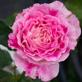Piccadilly Circus Rose Plant|皮卡迪利广场 image 0