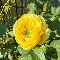 Country Bear Rose Plant|乡村熊 image 2