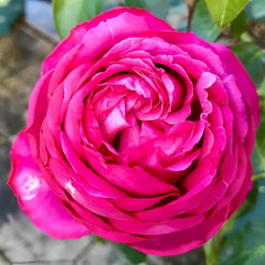 Yves loriot Rose Plant|伊芙里奥 image 3