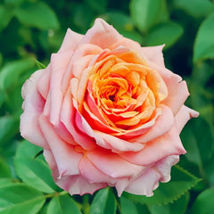 Cherry Brandy Rose Plant|樱桃白兰地 image 2