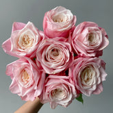 Supless Rose Plant|甜蜜奶咖 image 0