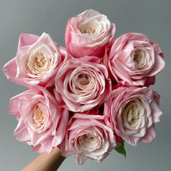 Supless Rose Plant|甜蜜奶咖 image 0