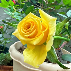 Gold Strike Rose Plant|金香玉 image 3