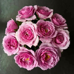 Lavender Flower Circus Rose Plant|薰衣草门廊 image 0