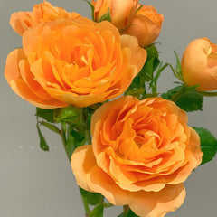Juicy Terrazza Rose Plant|果汁阳台 image 1