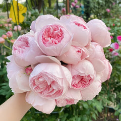 Geoff Hamilton Rose Plant|杰夫汉密尔顿 image 1
